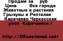 Продам за 50 руб. › Цена ­ 50 - Все города Животные и растения » Грызуны и Рептилии   . Карачаево-Черкесская респ.,Карачаевск г.